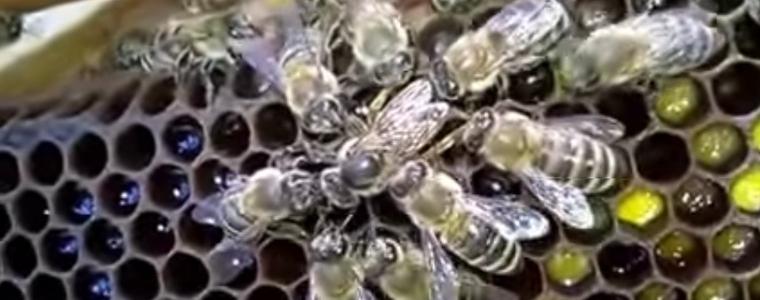Умираща пчелна майка снася последното си яйце за да спаси колонията (ВИДЕО)