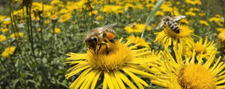 Започва приемът по мерките от Национална програма по пчеларство (НПП)