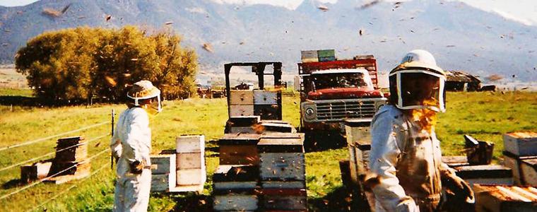 Пчеларска ферма - 10 (Симеон Николов)